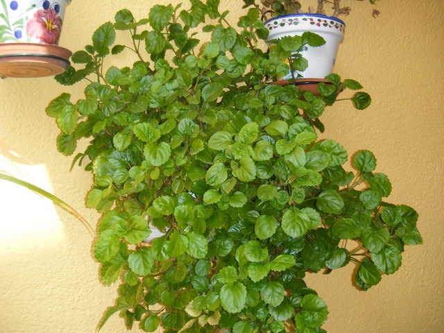 planta-de-dolar.jpg