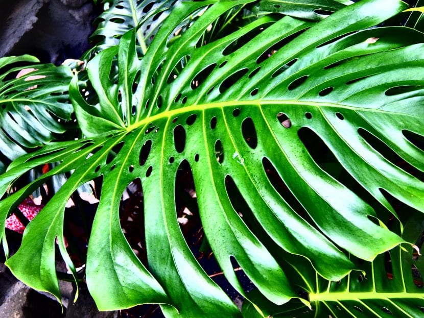 planta-de-monstera-830x623.jpg