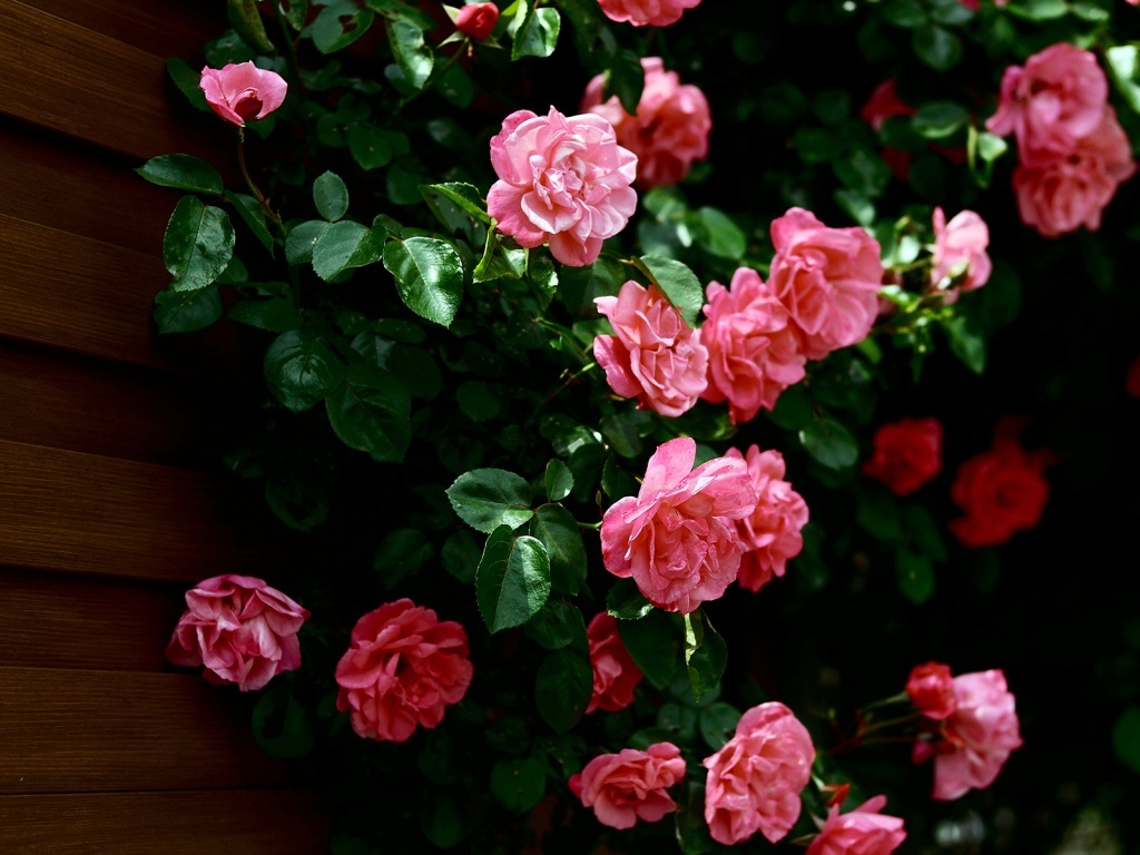 Planta-de-rosas.jpg