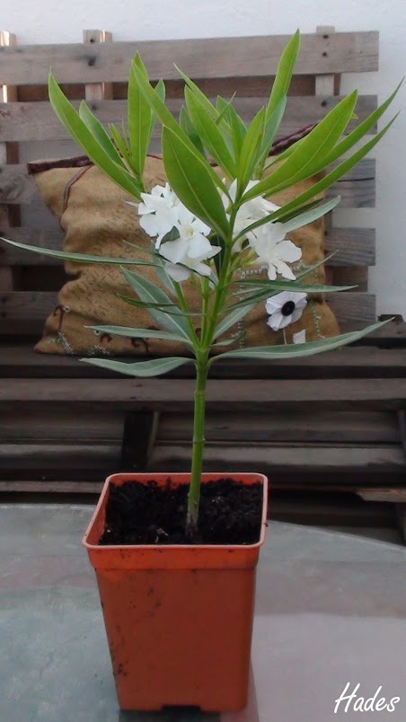 planta+entera.jpg