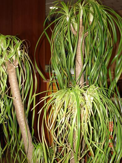 PLANTA.JPG