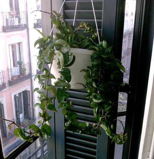 planta.jpg
