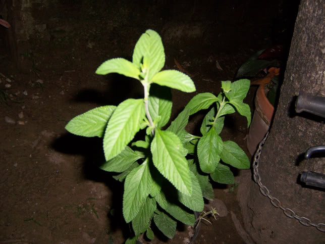 planta.jpg