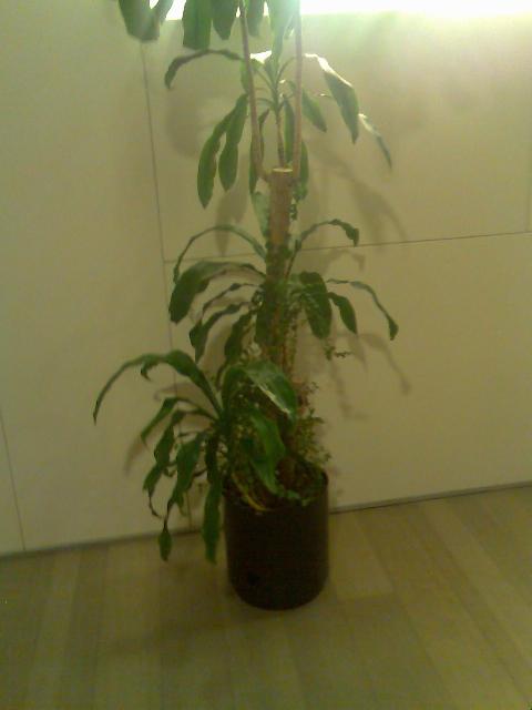 planta.jpg