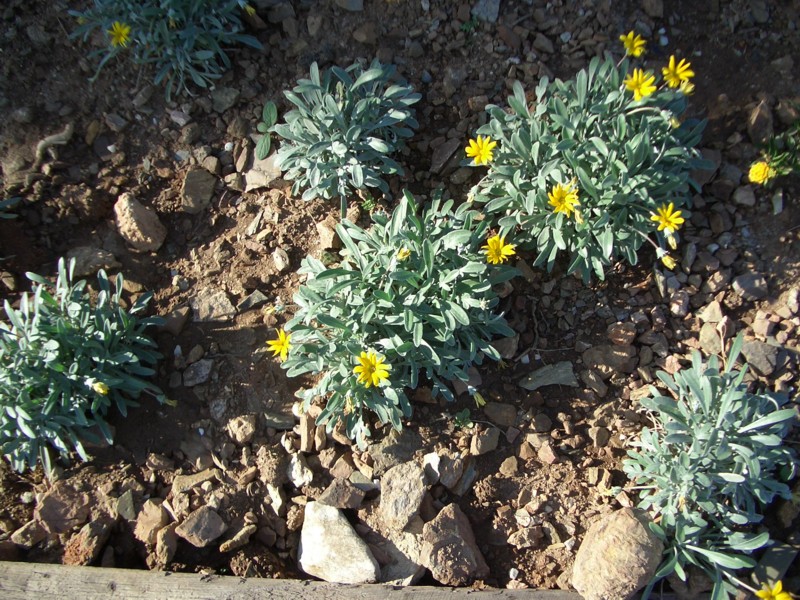 PLANTA.JPG