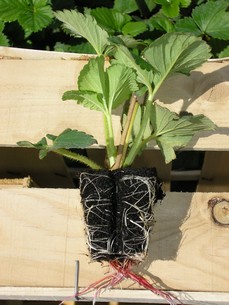 planta.jpg