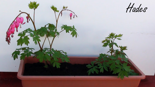 planta.jpg