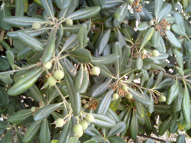 Planta .jpg