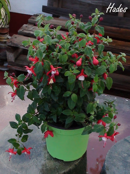 planta.jpg