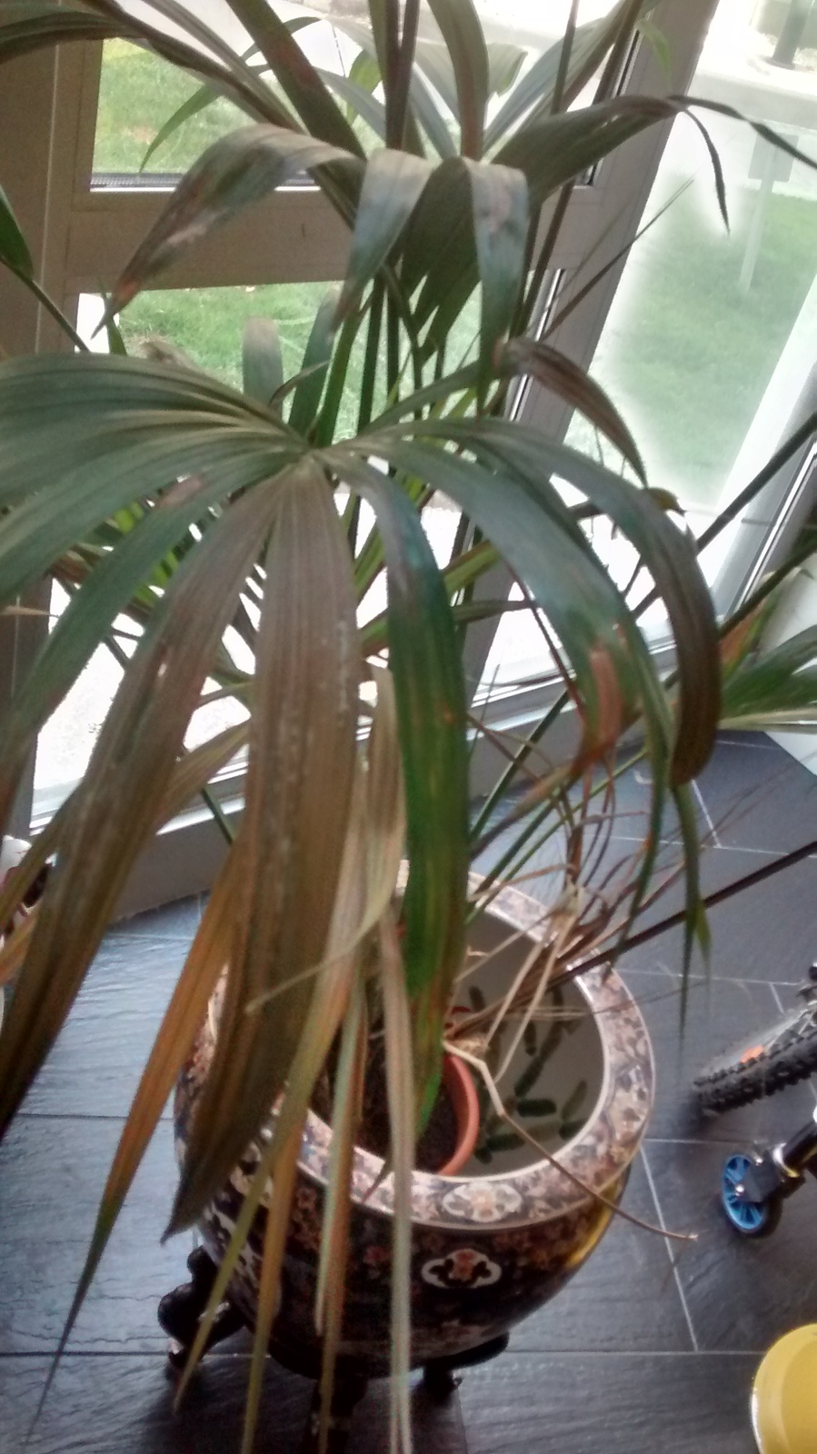 planta.jpg