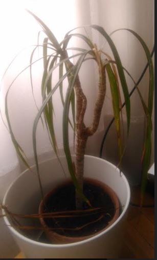 planta.jpg