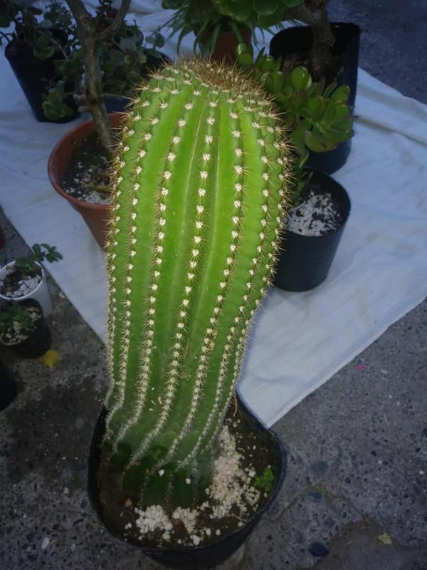 planta-madre.jpg