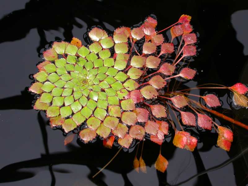 PLANTA+MOSAICO+LUDWIGIA+SEDOIDES+ACUATICA.jpg