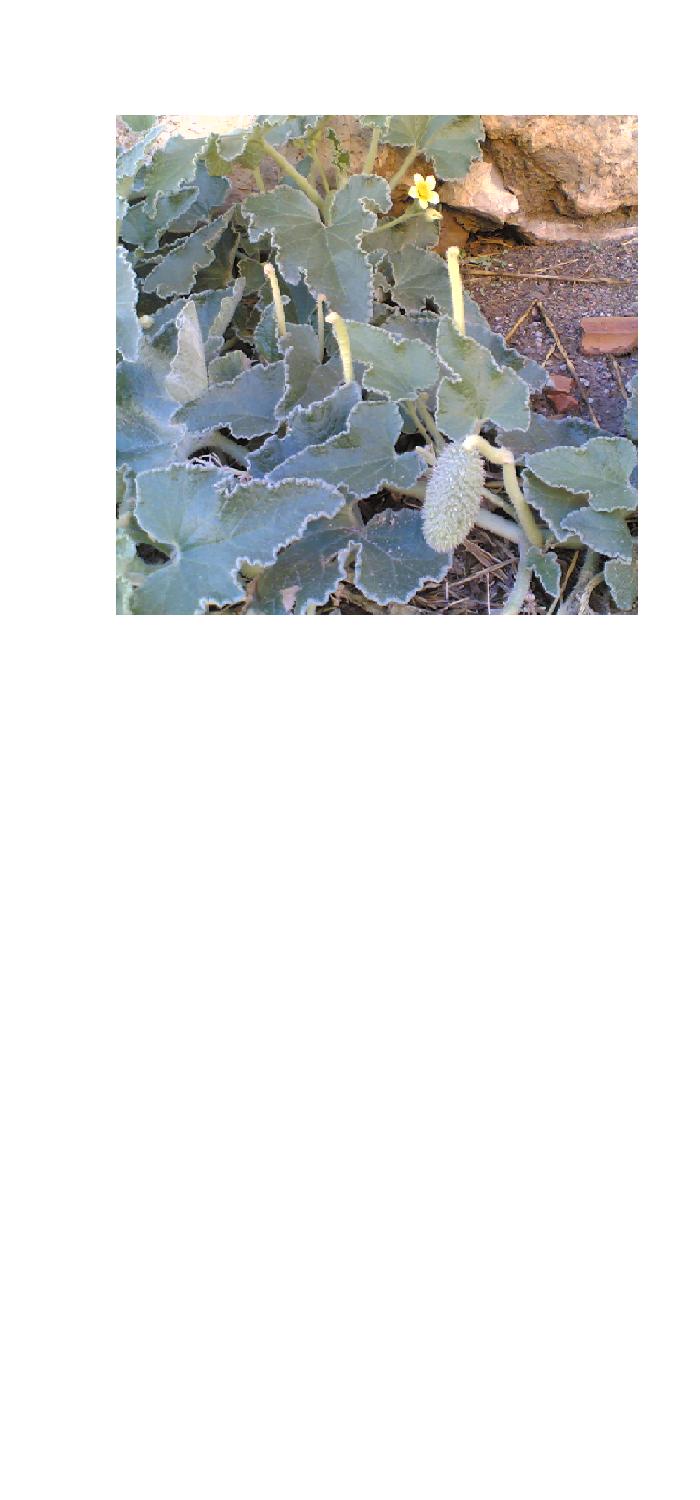 planta que escupe 2.JPG