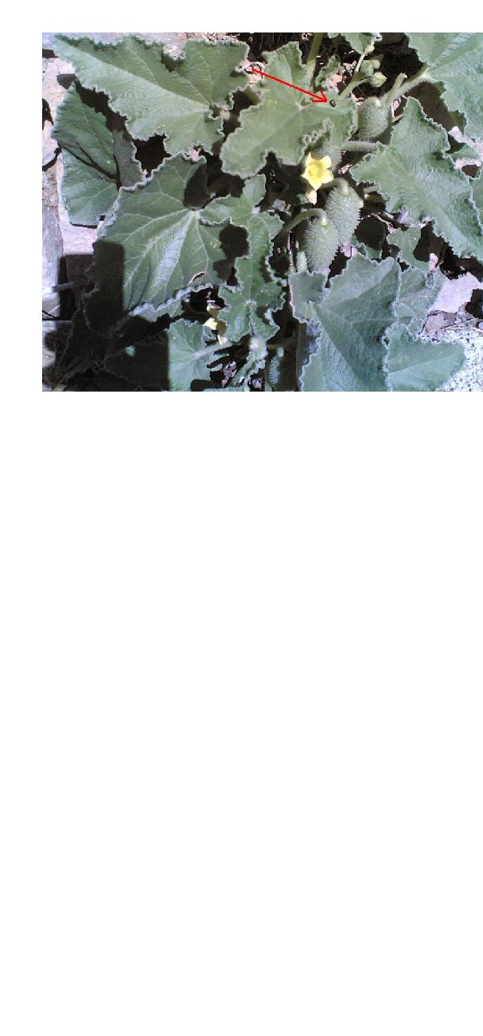 planta que escupe1.JPG