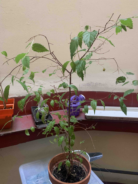 planta-rara.jpg