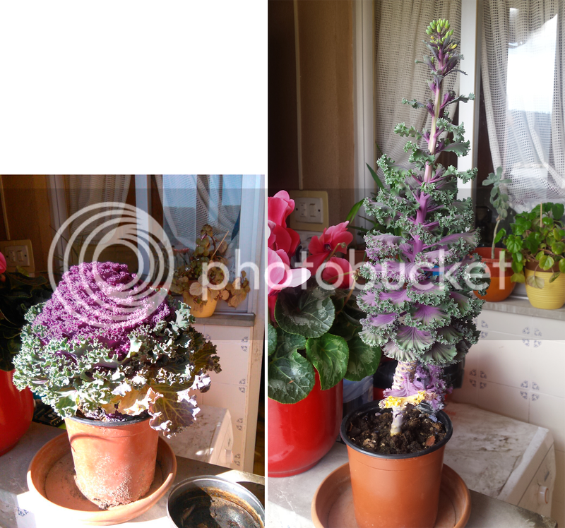 planta-rara_zpsroazxicw.png