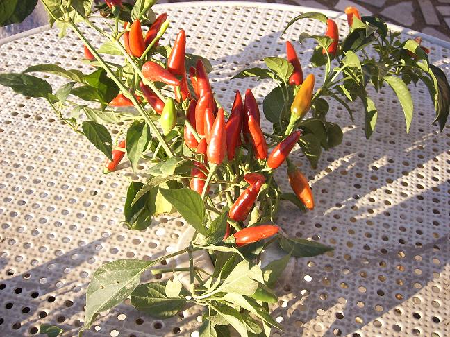 Planta  Tabasco 001.JPG