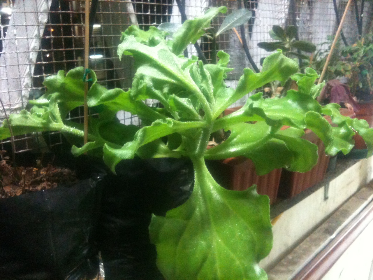 planta001.JPG