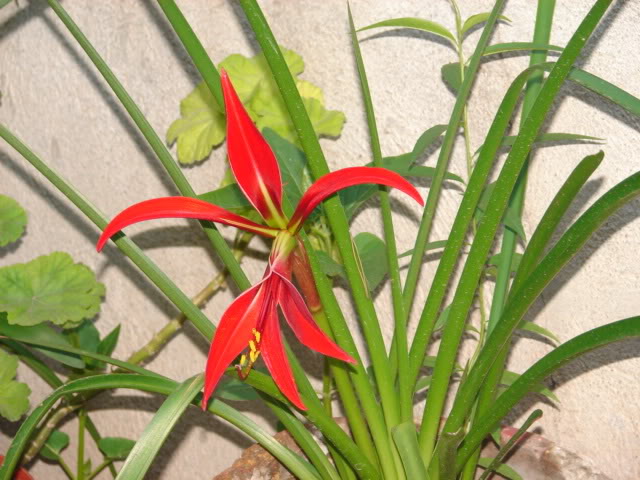 planta001.jpg
