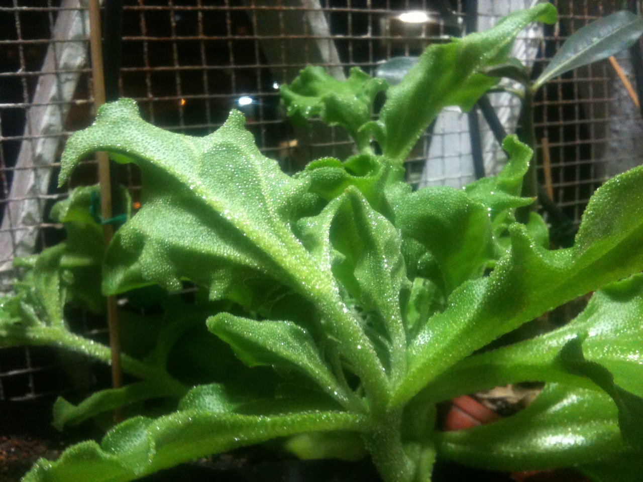 planta002.JPG