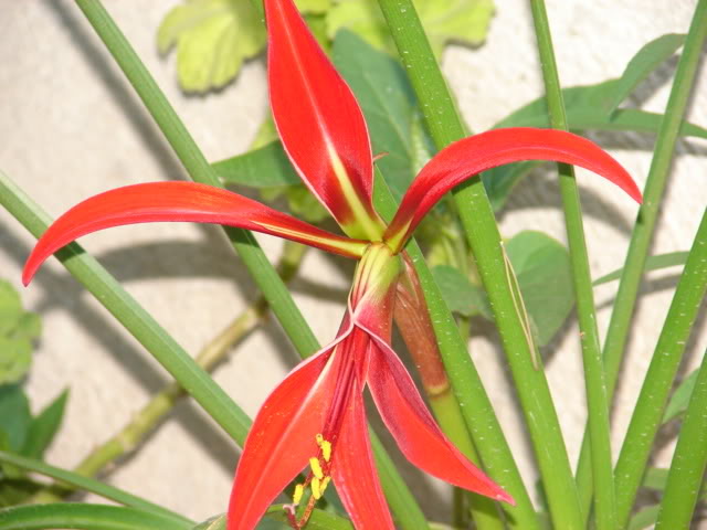 planta002.jpg