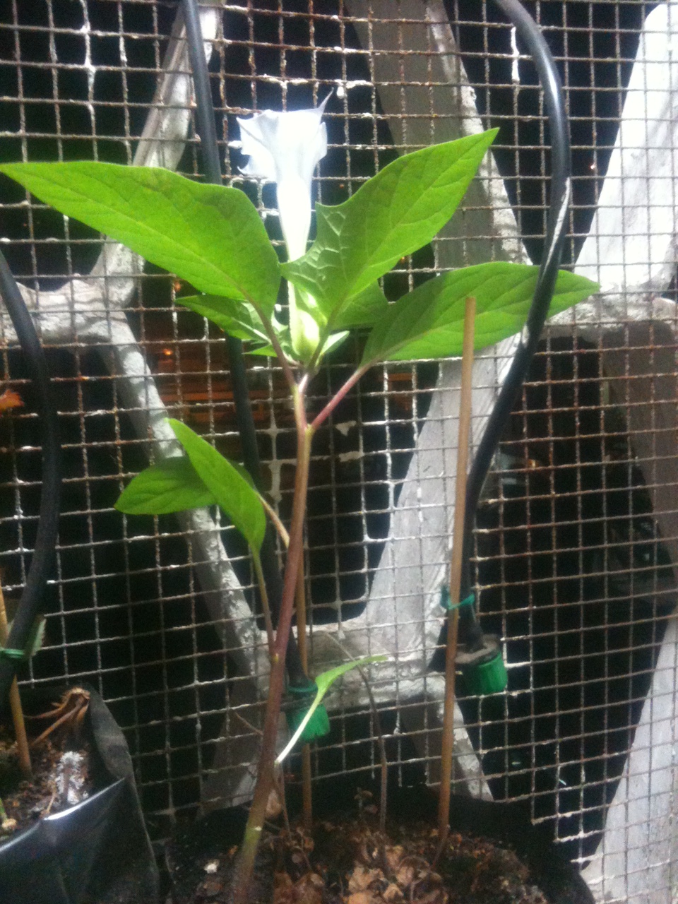 planta003.JPG