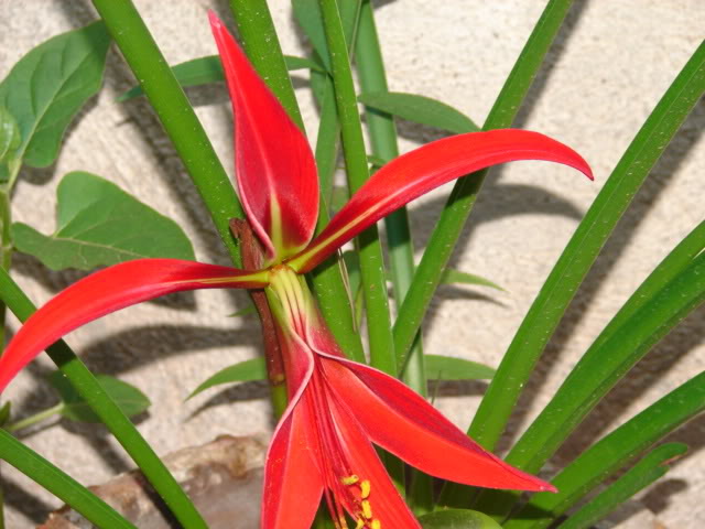 planta003.jpg
