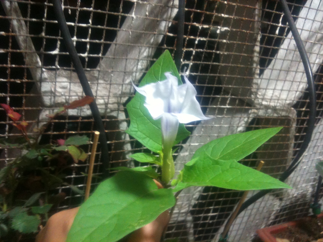 planta004.JPG