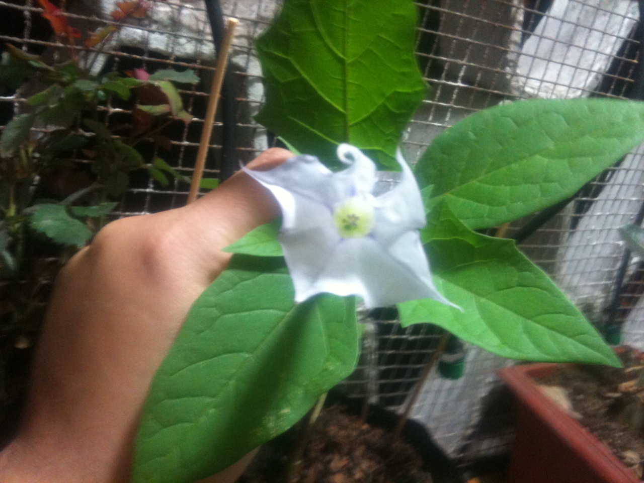 planta005.JPG