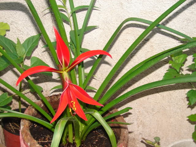 planta005.jpg