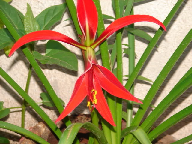 planta008.jpg
