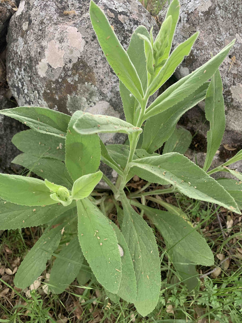 planta01.jpg
