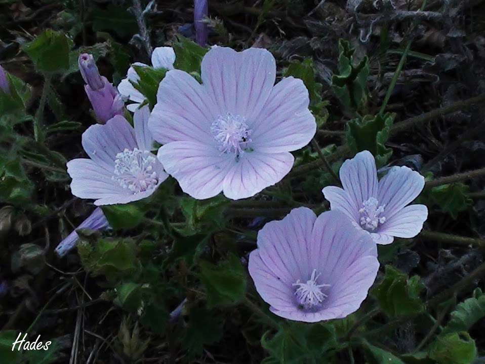 planta02.jpg