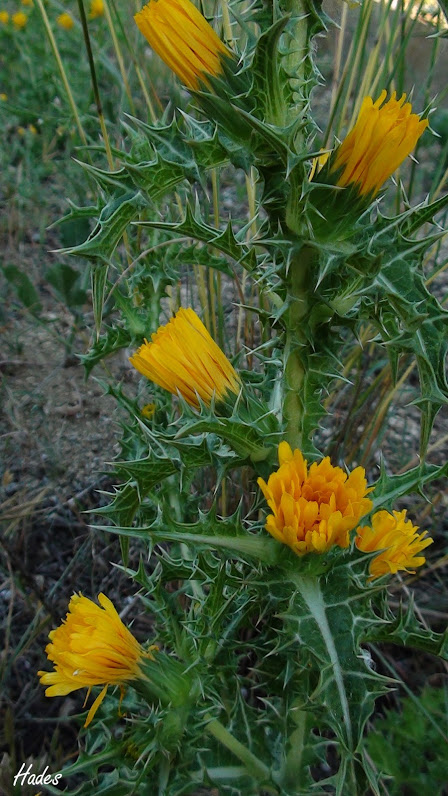 planta02.jpg