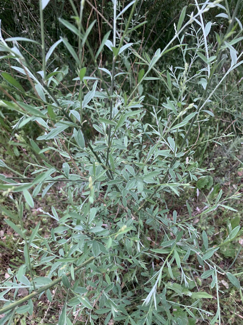 planta02.jpg