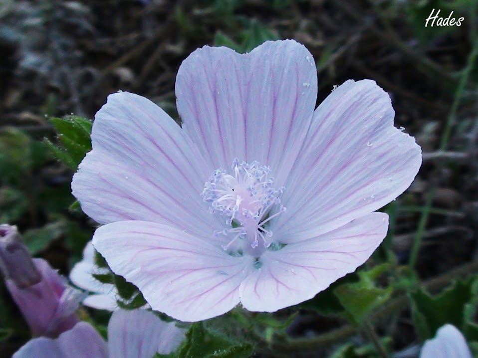 planta03.jpg