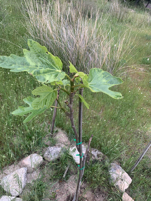 planta06.jpg