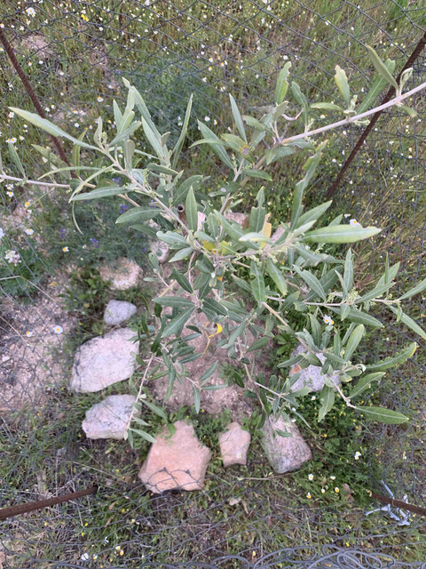 planta07.jpg