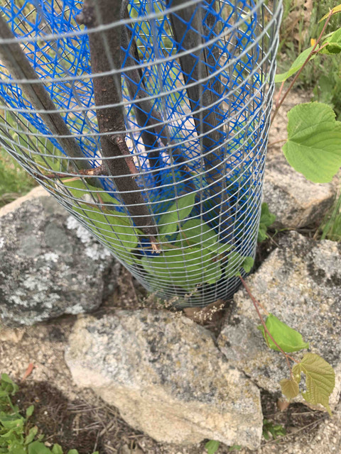 planta08.jpg