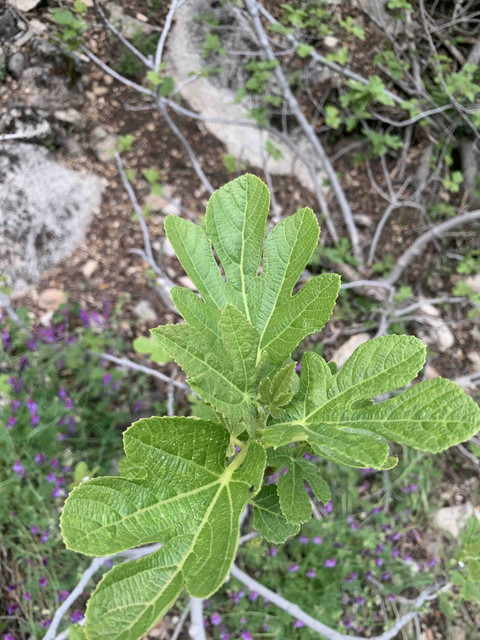 planta09.jpg