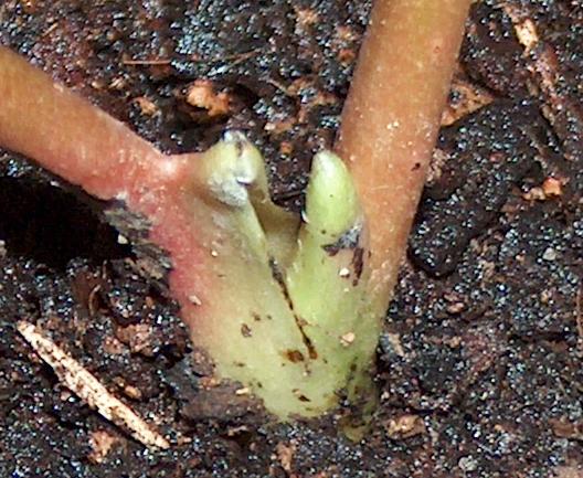 planta1%7E0.JPG