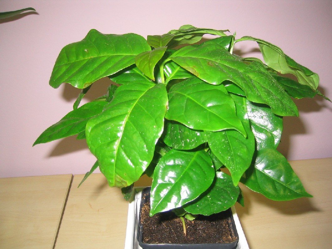 planta1%7E3.jpg