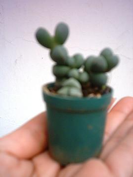 planta1%7E5.JPG