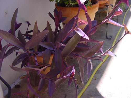 planta1.jpg