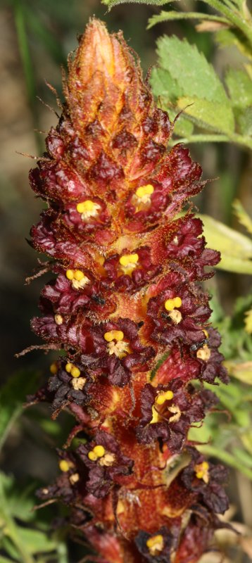 planta1.jpg