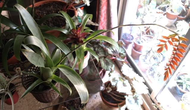 planta1.jpg