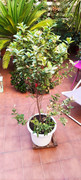 planta1.jpg