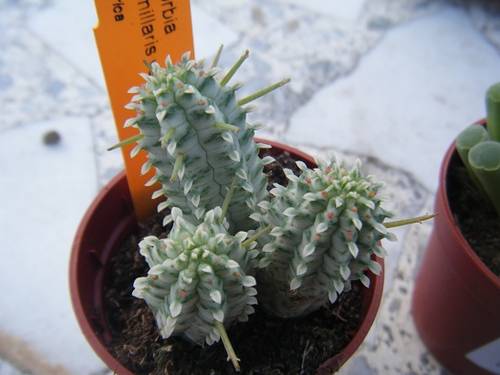 planta12.jpg