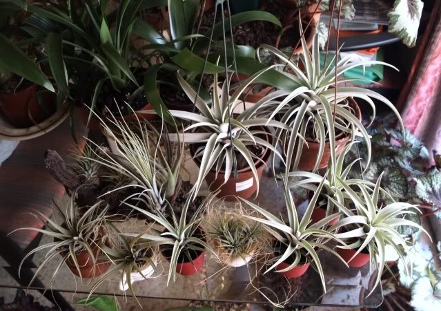 planta13.jpg